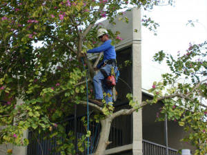 Hurricane Landscaping Arbor Care Services.JPG